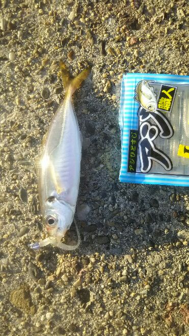 大阪湾南港アジング　朝まずめ